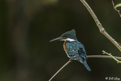 Green Kingfisher, Porto Jofre  8