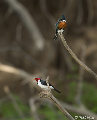 Green Kingfisher & Redcrested Cardinal, Porto Jofre  1