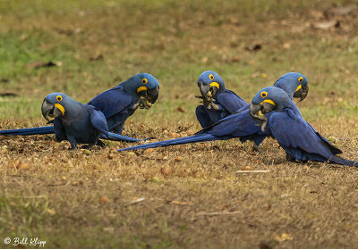 Hyacinth Macaws, Porto Jofre  1