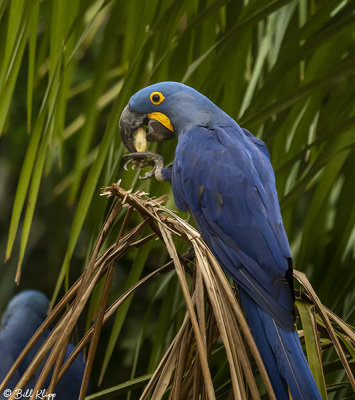 Hyacinth Macaws, Porto Jofre  4