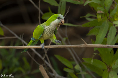 Monk Parakeet, Porto Jofre 3