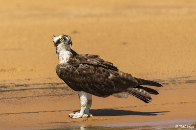 Osprey, Porto Jofre  2