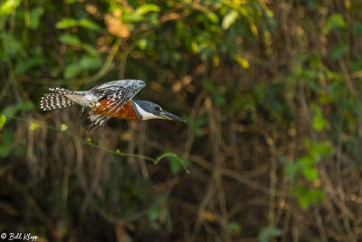 Ringed Kingfisher, Porto Jofre  1