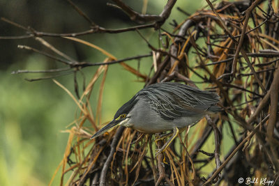 Striated Heron, Porto Jofre  5