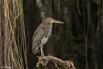 Tiger Heron, Porto Jofre  3