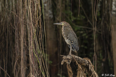 Tiger Heron, Porto Jofre  2