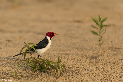 Yellowbilled Cardinal, Porto Jofre  1