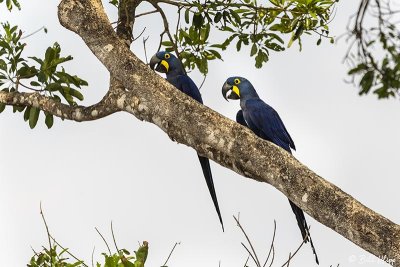 Hyacinth Macaws, Pousada Piuval  1