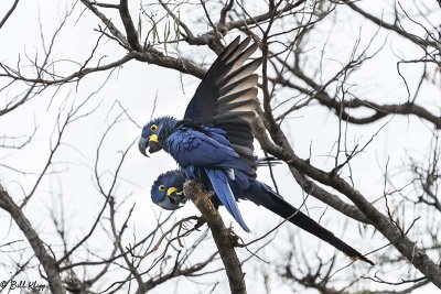 Hyacinth Macaws, Pousada Piuval  2