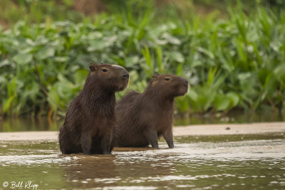 Capybara, Porto Jofre  3