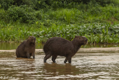 Capybara, Porto Jofre 5