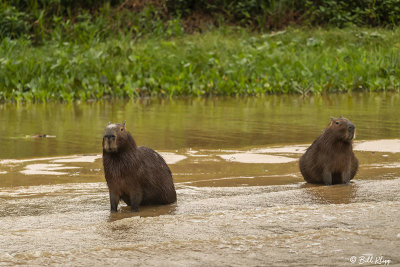 Capybara, Porto Jofre  6