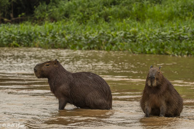 Capybara, Porto Jofre  8