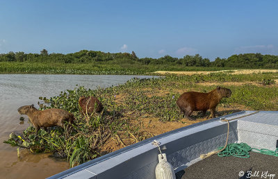 Capybara, Porto Jofre  10