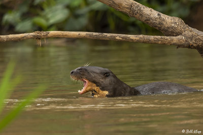 Giant Otter,  Porto Jofre  10