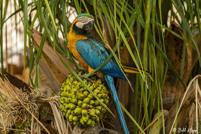 Blue & Yellow Macaw, Pousada Piuval 4