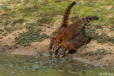 Coati, Pousada Piuval  6