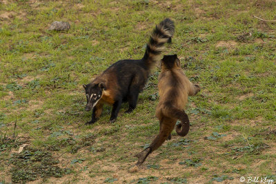 Hooded Capuchin Monkey & Coati, Pousada Piuval  16