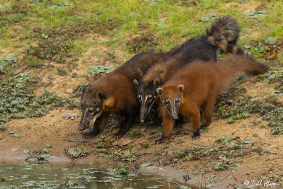 Coati, Pousada Piuval  4