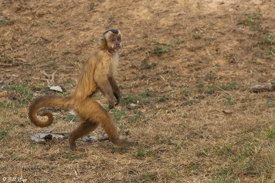 Hooded Capuchin Monkey, Pousada Piuval  3