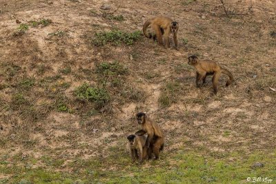 Hooded Capuchin Monkeys, Pousada Piuval  4