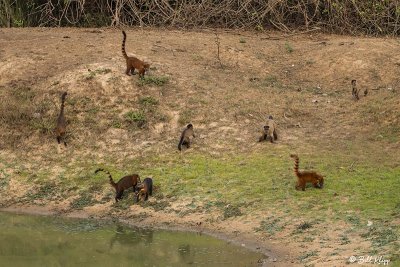 Hooded Capuchin Monkeys & Coatis, Pousada Piuval  5