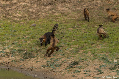Hooded Capuchin Monkeys & Coati, Pousada Piuval  9