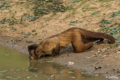 Hooded Capuchin Monkey, Pousada Piuval  11