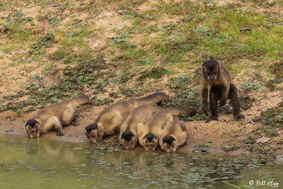 Hooded Capuchin Monkey, Pousada Piuval  13