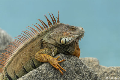 Green Iguana  32