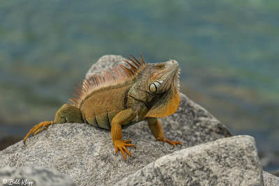 Green Iguana  33