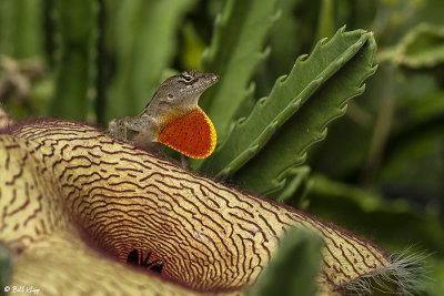 Cuban Brown Anole on Starfish Cactus  10