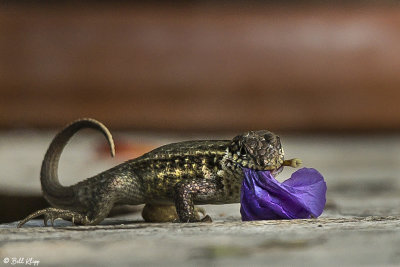 Curly-Tailed Lizard  4