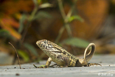 Curly-Tailed Lizard  6