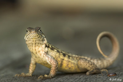 Curly-Tailed Lizard  7