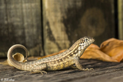 Curly-Tailed Lizard  8