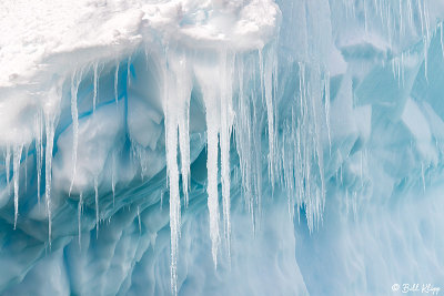 Icebergs, Cuverville Island  5