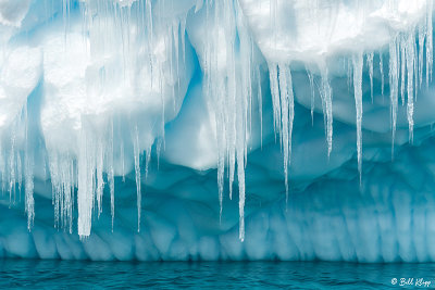 Icebergs, Cuverville Island  6
