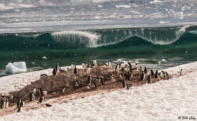 Glacial Calving & Tsunami, Neko Harbor  16