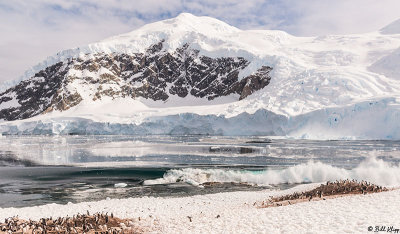 Glacial Calving & Tsunami, Neko Harbor  17