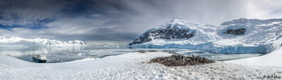 Glacial Calving & Tsunami, Neko Harbor  18