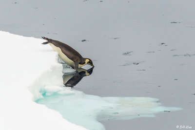 Emperor Penguin, Wilhelmina Bay 5