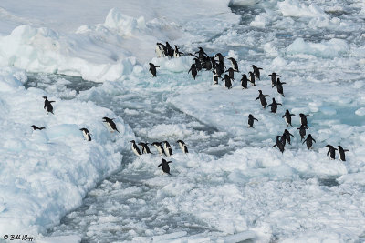 Adelie Penguins, Antarctic Sound  10