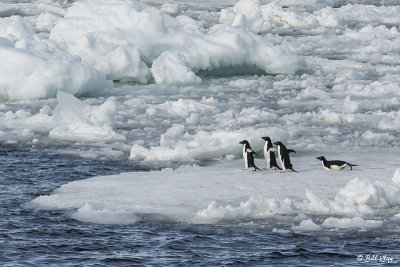 Adelie Penguins, Antarctic Sound  11