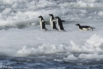 Adelie Penguins, Antarctic Sound  12