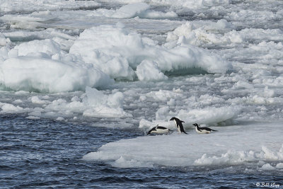 Adelie Penguins, Antarctic Sound  13