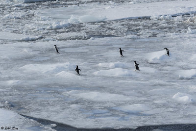Adelie Penguins, Antarctic Sound  14