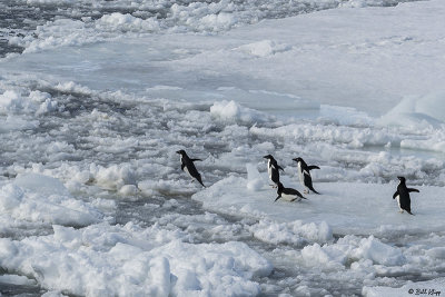 Adelie Penguins, Antarctic Sound  15
