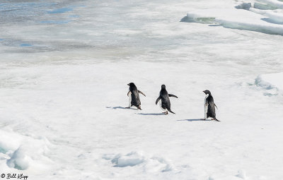 Adelie Penguins, Antarctic Sound  16