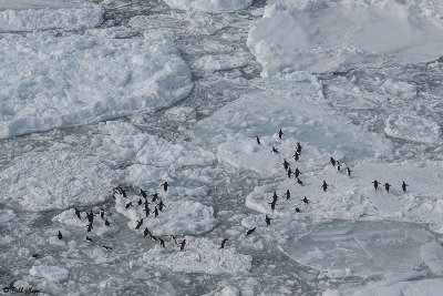 Adelie Penguins, Antarctic Sound  17